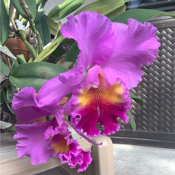 Meet your Posher, Kristiane - Picture 4 of 7